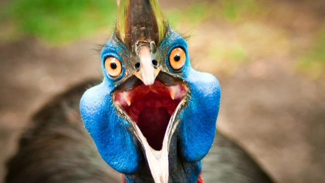 Cassowary: Lo&agrave;i chim nguy hiểm nhất h&agrave;nh tinh, ngay cả qu&acirc;n đội cũng phải nể sợ ch&uacute;ng v&agrave;i phần - Ảnh 11.