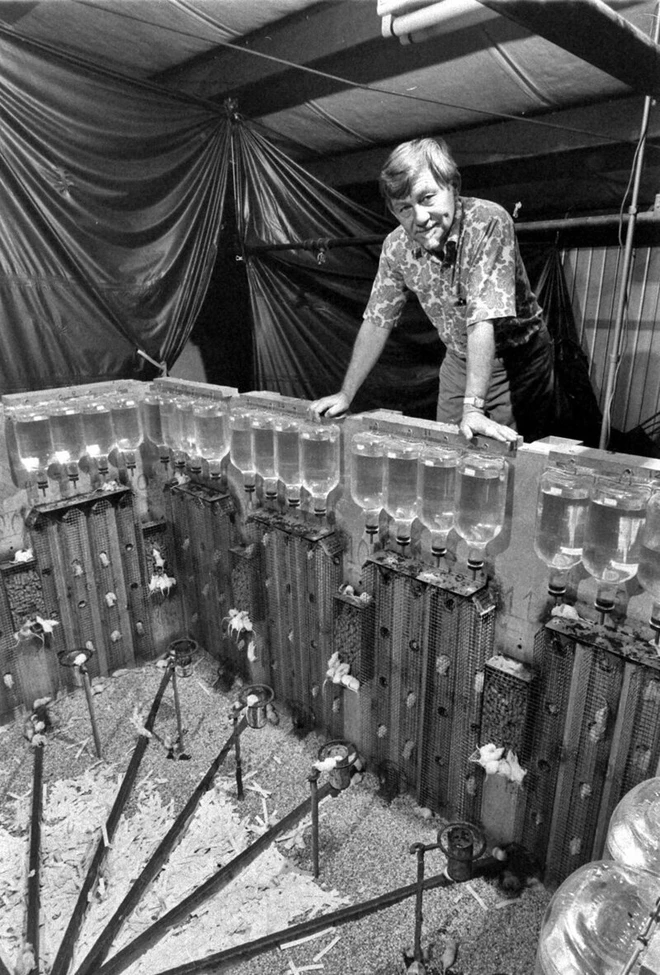 Thi&ecirc;n đường chuột: th&iacute; nghiệm về một x&atilde; hội thu nhỏ vẽ ra những kết luận r&ugrave;ng rợn về tương lai con người (Phần 2) - Ảnh 5.