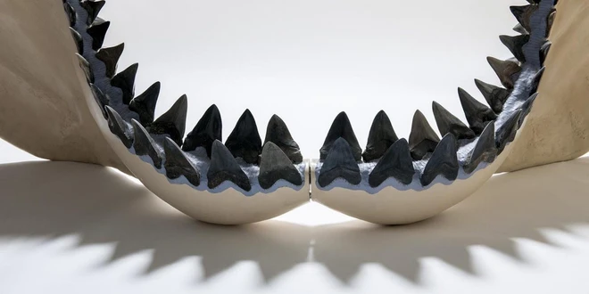 C&aacute; mập khổng lồ Megalodon dĩ nhi&ecirc;n c&oacute; thật, thậm ch&iacute; cc&oacute; thể c&ograve;n lớn hơn ch&uacute;ng ta nghĩ - Ảnh 4.