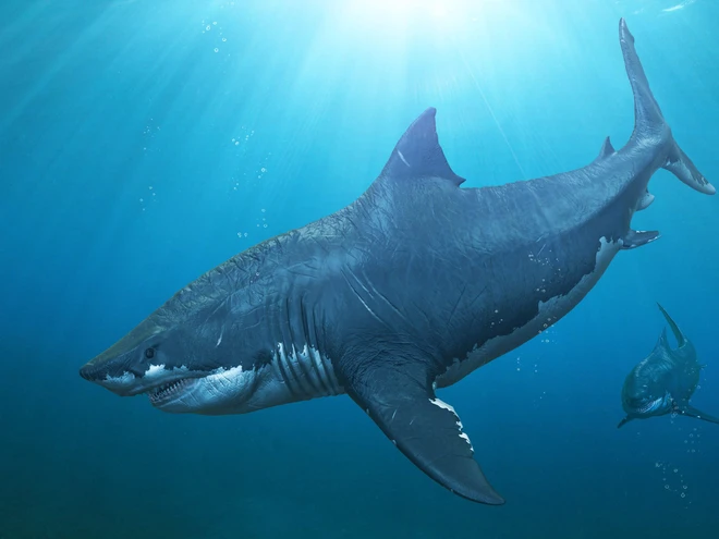 C&aacute; mập khổng lồ Megalodon dĩ nhi&ecirc;n c&oacute; thật, thậm ch&iacute; cc&oacute; thể c&ograve;n lớn hơn ch&uacute;ng ta nghĩ - Ảnh 3.
