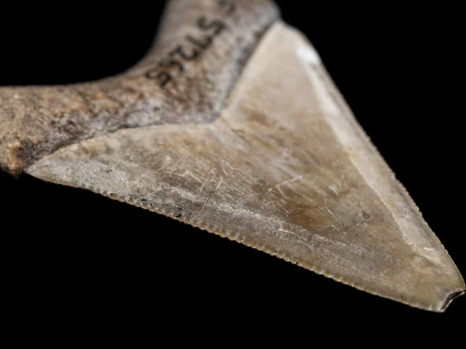 C&aacute; mập khổng lồ Megalodon dĩ nhi&ecirc;n c&oacute; thật, thậm ch&iacute; cc&oacute; thể c&ograve;n lớn hơn ch&uacute;ng ta nghĩ - Ảnh 6.