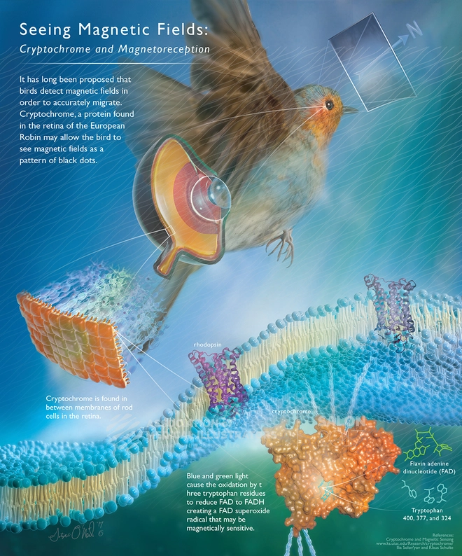 Gi&aacute;c quan &ldquo;lượng tử&rdquo; lần đầu ti&ecirc;n được t&igrave;m thấy ở một lo&agrave;i chim di cư, gi&uacute;p ch&uacute;ng t&igrave;m đường m&agrave; kh&ocirc;ng cần la b&agrave;n - Ảnh 3.