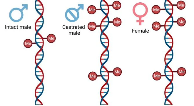 Nam giới c&oacute; thể tăng tuổi thọ bằng c&aacute;ch tự cung - Ảnh 2.