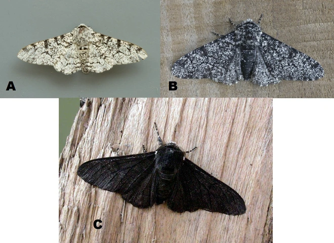 Trong 100 năm qua, những sinh vật n&agrave;o đ&atilde; tiến h&oacute;a r&otilde; r&agrave;ng? - Ảnh 1.