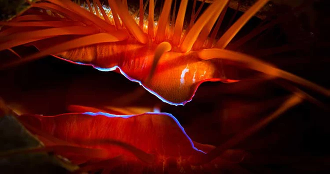 Đ&acirc;y l&agrave; những sinh vật c&oacute; thể tự ph&aacute;t quang m&agrave; ai cũng nghĩ rằng ch&uacute;ng kh&ocirc;ng c&oacute; thật! - Ảnh 4.