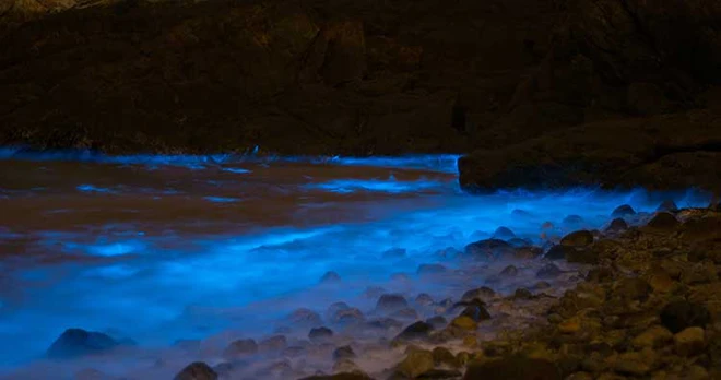 Đ&acirc;y l&agrave; những sinh vật c&oacute; thể tự ph&aacute;t quang m&agrave; ai cũng nghĩ rằng ch&uacute;ng kh&ocirc;ng c&oacute; thật! - Ảnh 5.