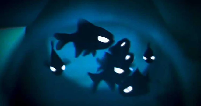 Đ&acirc;y l&agrave; những sinh vật c&oacute; thể tự ph&aacute;t quang m&agrave; ai cũng nghĩ rằng ch&uacute;ng kh&ocirc;ng c&oacute; thật! - Ảnh 6.