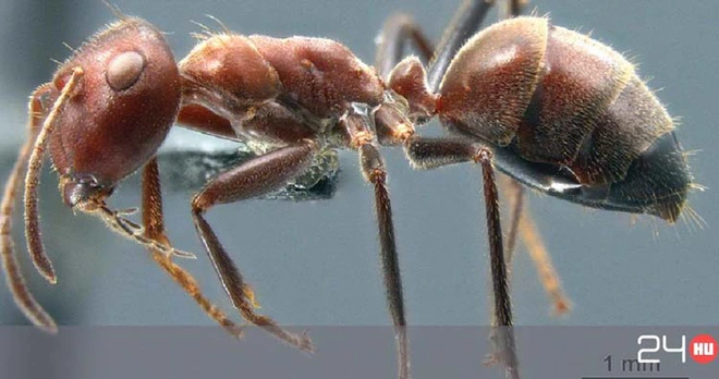 Những sự thật lạ l&ugrave;ng về c&aacute;c lo&agrave;i động vật m&agrave; bạn kh&ocirc;ng hề hay biết! - Ảnh 5.