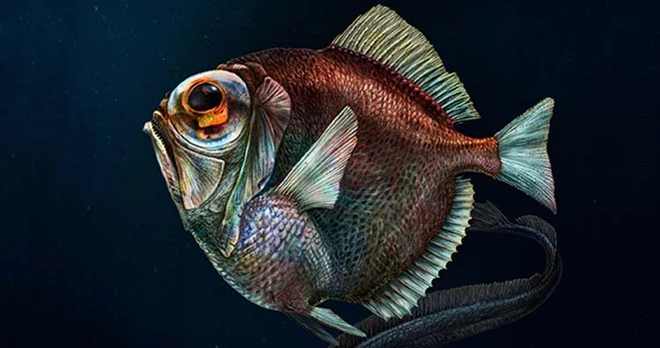 Những sự thật lạ l&ugrave;ng về c&aacute;c lo&agrave;i động vật m&agrave; bạn kh&ocirc;ng hề hay biết! - Ảnh 4.