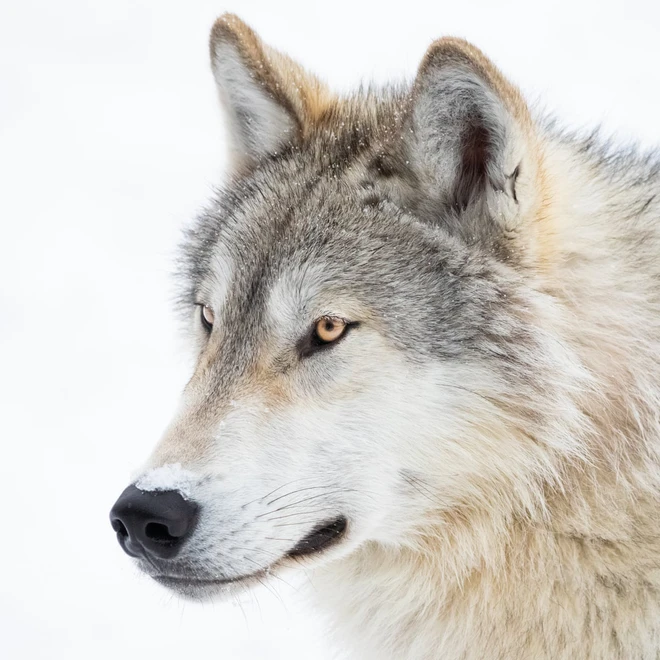 Bạn biết g&igrave; về lo&agrave;i s&oacute;i? - Ảnh 1.