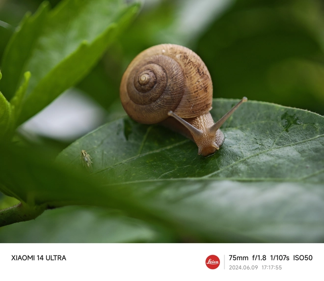 Mang Xiaomi 14 Ultra đi Ninh Bình chụp sen: Nhiều mức zoom lợi thế vô cùng, chụp macro rất vui nhưng có 1 điểm trừ to cần xử lý gấp- Ảnh 29. Mang Xiaomi 14 Ultra đi Ninh Bình chụp sen: Nhiều mức zoom lợi thế vô cùng, chụp macro rất vui nhưng có 1 điểm trừ to cần xử lý gấp- Ảnh 29.