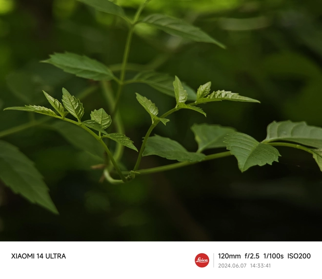 Mang Xiaomi 14 Ultra đi Ninh Bình chụp sen: Nhiều mức zoom lợi thế vô cùng, chụp macro rất vui nhưng có 1 điểm trừ to cần xử lý gấp- Ảnh 27. Mang Xiaomi 14 Ultra đi Ninh Bình chụp sen: Nhiều mức zoom lợi thế vô cùng, chụp macro rất vui nhưng có 1 điểm trừ to cần xử lý gấp- Ảnh 27.