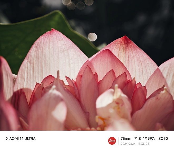 Mang Xiaomi 14 Ultra đi Ninh Bình chụp sen: Nhiều mức zoom lợi thế vô cùng, chụp macro rất vui nhưng có 1 điểm trừ to cần xử lý gấp- Ảnh 20. Mang Xiaomi 14 Ultra đi Ninh Bình chụp sen: Nhiều mức zoom lợi thế vô cùng, chụp macro rất vui nhưng có 1 điểm trừ to cần xử lý gấp- Ảnh 20.