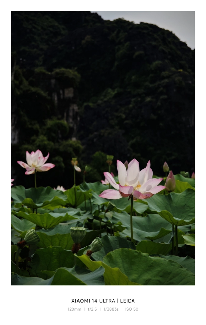 Mang Xiaomi 14 Ultra đi Ninh Bình chụp sen: Nhiều mức zoom lợi thế vô cùng, chụp macro rất vui nhưng có 1 điểm trừ to cần xử lý gấp- Ảnh 3. Mang Xiaomi 14 Ultra đi Ninh Bình chụp sen: Nhiều mức zoom lợi thế vô cùng, chụp macro rất vui nhưng có 1 điểm trừ to cần xử lý gấp- Ảnh 3.