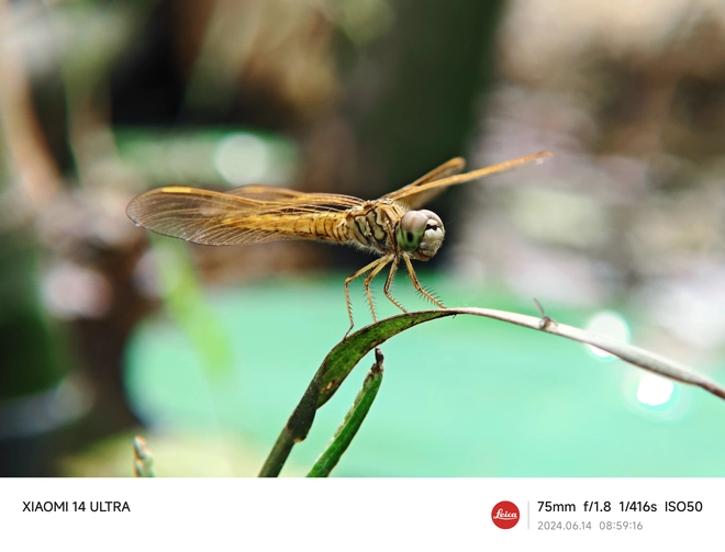 Mang Xiaomi 14 Ultra đi Ninh Bình chụp sen: Nhiều mức zoom lợi thế vô cùng, chụp macro rất vui nhưng có 1 điểm trừ to cần xử lý gấp- Ảnh 18. Mang Xiaomi 14 Ultra đi Ninh Bình chụp sen: Nhiều mức zoom lợi thế vô cùng, chụp macro rất vui nhưng có 1 điểm trừ to cần xử lý gấp- Ảnh 18.