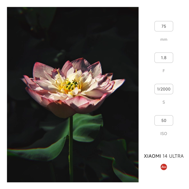 Mang Xiaomi 14 Ultra đi Ninh Bình chụp sen: Nhiều mức zoom lợi thế vô cùng, chụp macro rất vui nhưng có 1 điểm trừ to cần xử lý gấp- Ảnh 4. Mang Xiaomi 14 Ultra đi Ninh Bình chụp sen: Nhiều mức zoom lợi thế vô cùng, chụp macro rất vui nhưng có 1 điểm trừ to cần xử lý gấp- Ảnh 4.