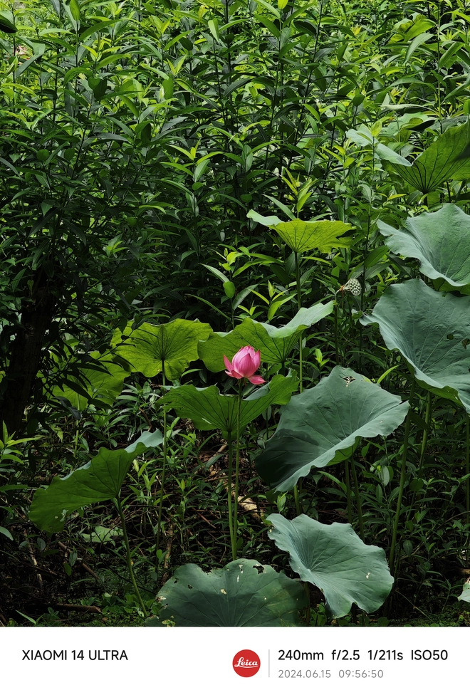 Mang Xiaomi 14 Ultra đi Ninh Bình chụp sen: Nhiều mức zoom lợi thế vô cùng, chụp macro rất vui nhưng có 1 điểm trừ to cần xử lý gấp- Ảnh 34. Mang Xiaomi 14 Ultra đi Ninh Bình chụp sen: Nhiều mức zoom lợi thế vô cùng, chụp macro rất vui nhưng có 1 điểm trừ to cần xử lý gấp- Ảnh 34.