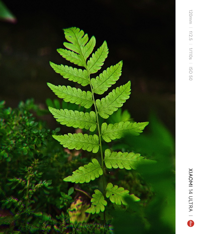 Mang Xiaomi 14 Ultra đi Ninh Bình chụp sen: Nhiều mức zoom lợi thế vô cùng, chụp macro rất vui nhưng có 1 điểm trừ to cần xử lý gấp- Ảnh 17. Mang Xiaomi 14 Ultra đi Ninh Bình chụp sen: Nhiều mức zoom lợi thế vô cùng, chụp macro rất vui nhưng có 1 điểm trừ to cần xử lý gấp- Ảnh 17.