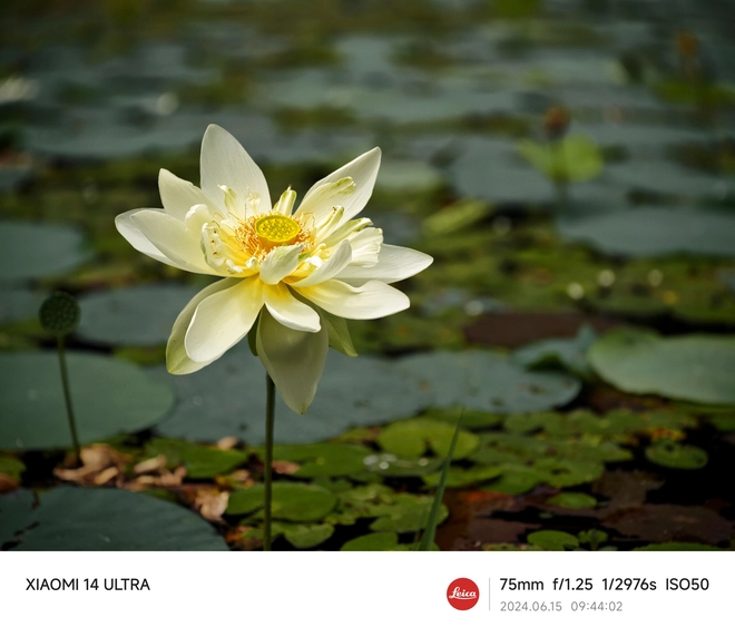 Mang Xiaomi 14 Ultra đi Ninh Bình chụp sen: Nhiều mức zoom lợi thế vô cùng, chụp macro rất vui nhưng có 1 điểm trừ to cần xử lý gấp- Ảnh 11. Mang Xiaomi 14 Ultra đi Ninh Bình chụp sen: Nhiều mức zoom lợi thế vô cùng, chụp macro rất vui nhưng có 1 điểm trừ to cần xử lý gấp- Ảnh 11.