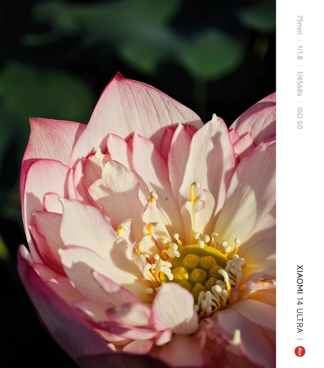 Mang Xiaomi 14 Ultra đi Ninh Bình chụp sen: Nhiều mức zoom lợi thế vô cùng, chụp macro rất vui nhưng có 1 điểm trừ to cần xử lý gấp- Ảnh 22. Mang Xiaomi 14 Ultra đi Ninh Bình chụp sen: Nhiều mức zoom lợi thế vô cùng, chụp macro rất vui nhưng có 1 điểm trừ to cần xử lý gấp- Ảnh 22.