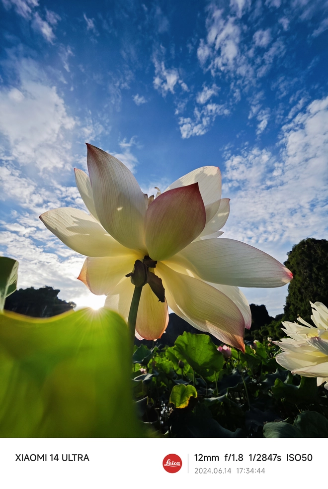 Mang Xiaomi 14 Ultra đi Ninh Bình chụp sen: Nhiều mức zoom lợi thế vô cùng, chụp macro rất vui nhưng có 1 điểm trừ to cần xử lý gấp- Ảnh 30. Mang Xiaomi 14 Ultra đi Ninh Bình chụp sen: Nhiều mức zoom lợi thế vô cùng, chụp macro rất vui nhưng có 1 điểm trừ to cần xử lý gấp- Ảnh 30.