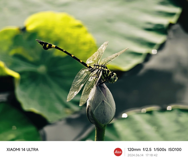 Mang Xiaomi 14 Ultra đi Ninh Bình chụp sen: Nhiều mức zoom lợi thế vô cùng, chụp macro rất vui nhưng có 1 điểm trừ to cần xử lý gấp- Ảnh 21. Mang Xiaomi 14 Ultra đi Ninh Bình chụp sen: Nhiều mức zoom lợi thế vô cùng, chụp macro rất vui nhưng có 1 điểm trừ to cần xử lý gấp- Ảnh 21.