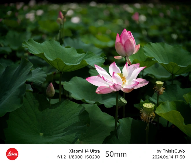 Mang Xiaomi 14 Ultra đi Ninh Bình chụp sen: Nhiều mức zoom lợi thế vô cùng, chụp macro rất vui nhưng có 1 điểm trừ to cần xử lý gấp- Ảnh 5. Mang Xiaomi 14 Ultra đi Ninh Bình chụp sen: Nhiều mức zoom lợi thế vô cùng, chụp macro rất vui nhưng có 1 điểm trừ to cần xử lý gấp- Ảnh 5.