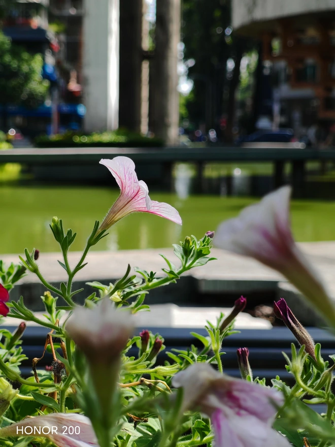 Hành trình tìm kiếm bức ảnh chân dung trị giá 2.000 EUR với Honor 200 5G, có dễ như lời đồn?- Ảnh 51. Hành trình tìm kiếm bức ảnh chân dung trị giá 2.000 EUR với Honor 200 5G, có dễ như lời đồn?- Ảnh 51.