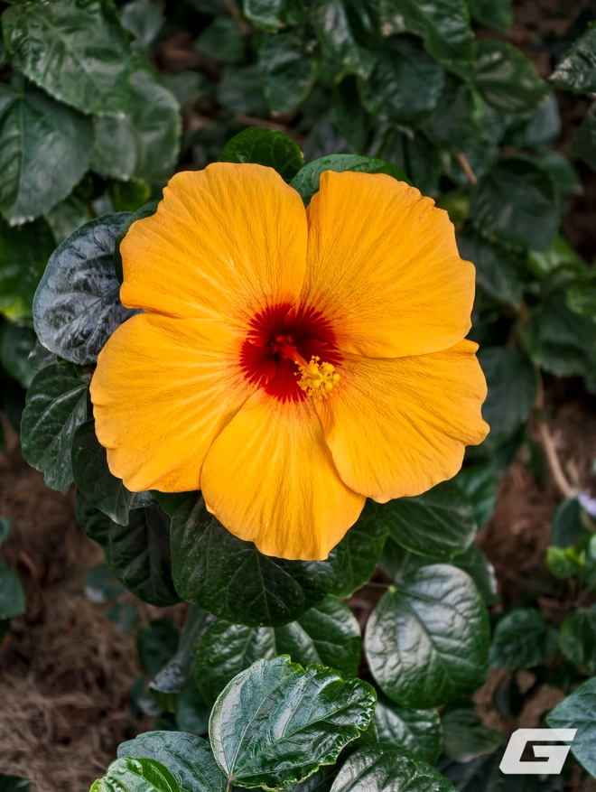 1 tuần chụp ảnh với vivo X300 Pro và kit zoom 10x: Nói "đẹp nhất thế giới" là không ngoa - Ảnh 6.