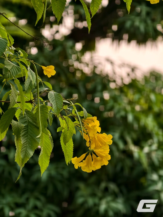 1 tuần chụp ảnh với vivo X300 Pro và kit zoom 10x: Nói "đẹp nhất thế giới" là không ngoa - Ảnh 27.