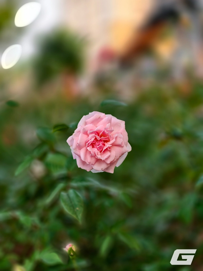 1 tuần chụp ảnh với vivo X300 Pro và kit zoom 10x: Nói "đẹp nhất thế giới" là không ngoa - Ảnh 33.