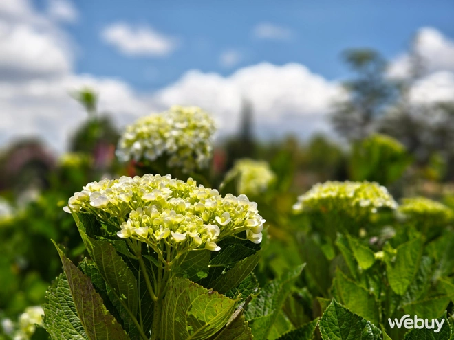 1 tuần chụp ảnh với OPPO Find N5: Đã phá bỏ định kiến điện thoại gập là phải chụp xấu?- Ảnh 7. 1 tuần chụp ảnh với OPPO Find N5: Đã phá bỏ định kiến điện thoại gập là phải chụp xấu?- Ảnh 7.