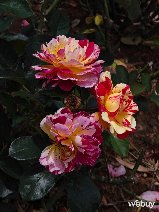 1 tuần chụp ảnh với OPPO Find N5: Đã phá bỏ định kiến điện thoại gập là phải chụp xấu?- Ảnh 18. 1 tuần chụp ảnh với OPPO Find N5: Đã phá bỏ định kiến điện thoại gập là phải chụp xấu?- Ảnh 18.