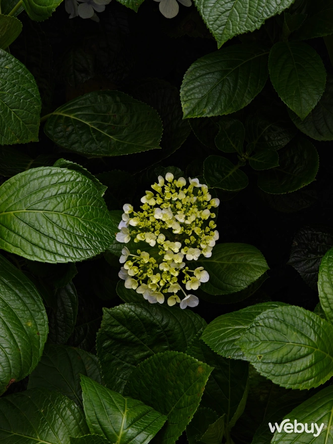 1 tuần chụp ảnh với OPPO Find N5: Đã phá bỏ định kiến điện thoại gập là phải chụp xấu?- Ảnh 15. 1 tuần chụp ảnh với OPPO Find N5: Đã phá bỏ định kiến điện thoại gập là phải chụp xấu?- Ảnh 15.