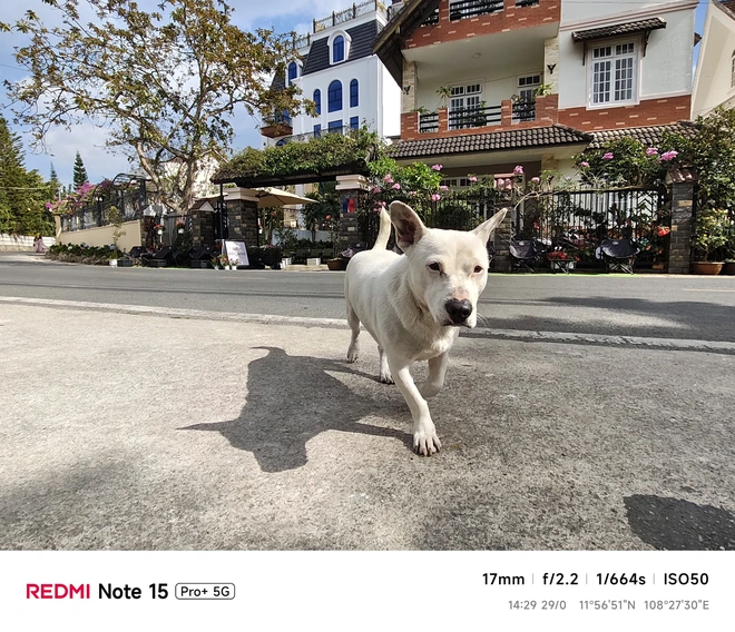 Hoa mai anh đào, mây, sương mù và REDMI Note 15 Pro - Ảnh 43.