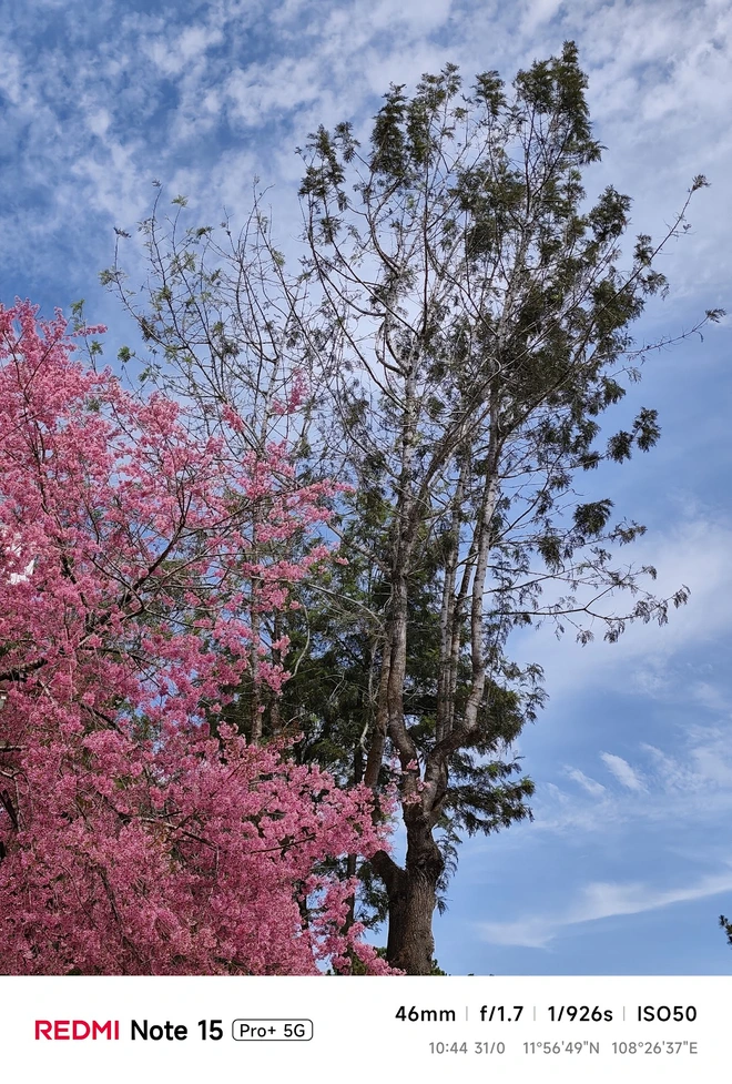 Hoa mai anh đào, mây, sương mù và REDMI Note 15 Pro - Ảnh 30.