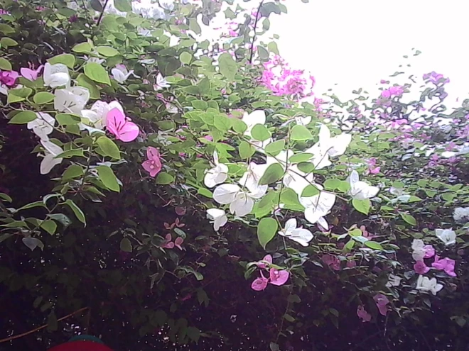 Máy ảnh bé bằng ngón tay cái giá 300.000 đồng - chụp ra ảnh thế nào mà giới trẻ 'phát cuồng - Ảnh 9.