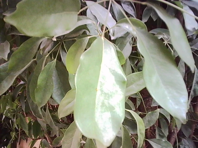 Máy ảnh bé bằng ngón tay cái giá 300.000 đồng - chụp ra ảnh thế nào mà giới trẻ 'phát cuồng - Ảnh 11.