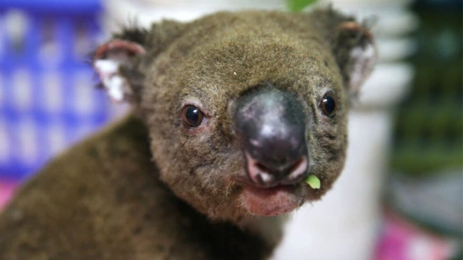 Việc giải cứu động vật hoang d&atilde; trong đại thảm họa ch&aacute;y rừng ở &Uacute;c diễn ra như thế n&agrave;o? - Ảnh 4.