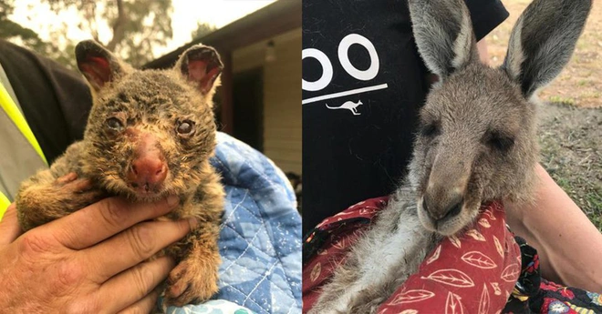 Việc giải cứu động vật hoang d&atilde; trong đại thảm họa ch&aacute;y rừng ở &Uacute;c diễn ra như thế n&agrave;o? - Ảnh 3.