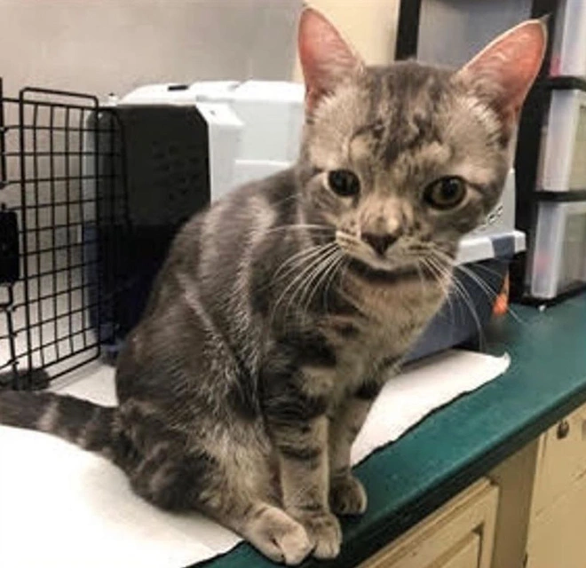 Kh&ocirc;ng chỉ ri&ecirc;ng con người, m&egrave;o cũng bị mắc hội chứng Down - Ảnh 3.