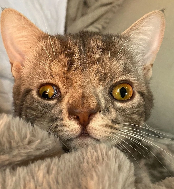 Kh&ocirc;ng chỉ ri&ecirc;ng con người, m&egrave;o cũng bị mắc hội chứng Down - Ảnh 4.