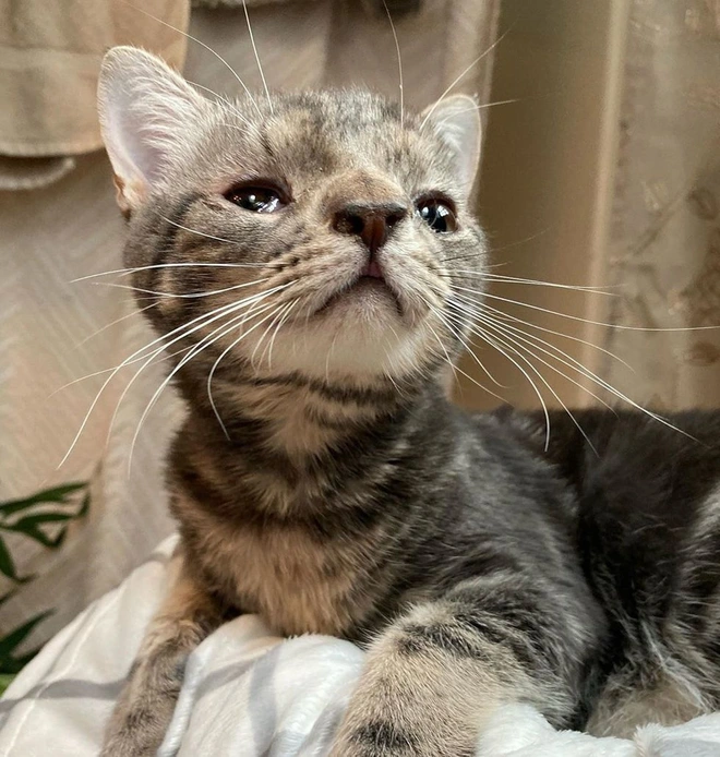 Kh&ocirc;ng chỉ ri&ecirc;ng con người, m&egrave;o cũng bị mắc hội chứng Down - Ảnh 2.