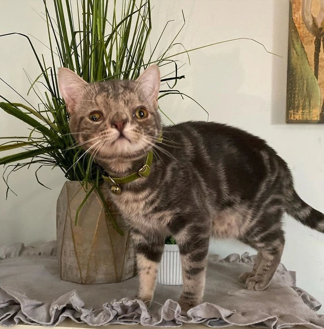 Kh&ocirc;ng chỉ ri&ecirc;ng con người, m&egrave;o cũng bị mắc hội chứng Down - Ảnh 6.