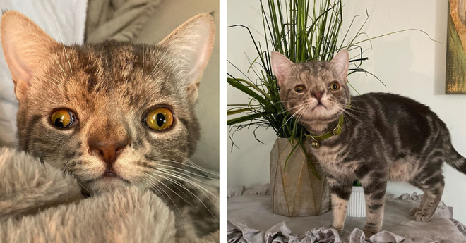 Kh&ocirc;ng chỉ ri&ecirc;ng con người, m&egrave;o cũng bị mắc hội chứng Down - Ảnh 1.