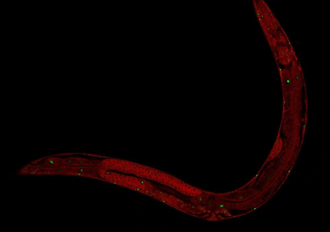 Chỉnh sửa gen gi&uacute;p c&aacute;c nh&agrave; khoa học tăng 500% tuổi thọ của giun, tương đương 400 năm ở con người - Ảnh 2.