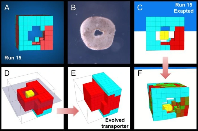 Đột ph&aacute;: C&aacute;c nh&agrave; khoa học vừa tạo ra một dạng sống ho&agrave;n to&agrave;n mới tr&ecirc;n Tr&aacute;i Đất - Ảnh 7.