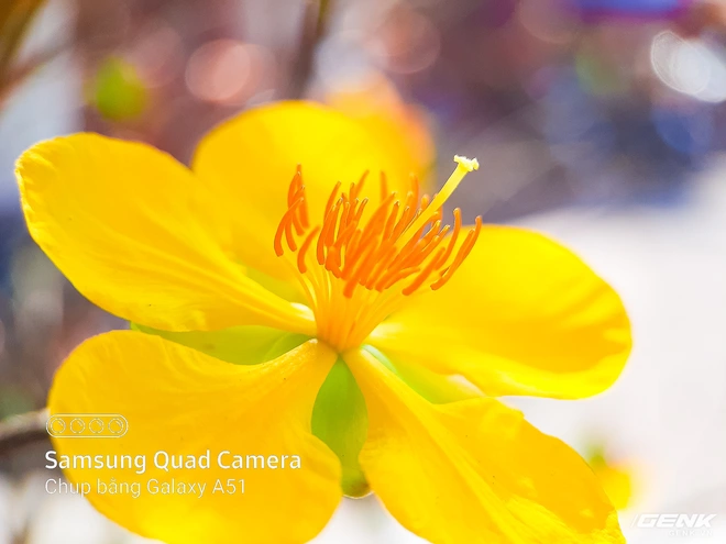 D&agrave;nh cho hội y&ecirc;u hoa, ngắm hoa, chụp h&igrave;nh hoa Tết thế n&agrave;y mới l&agrave; ch&acirc;n &aacute;i s&agrave;nh điệu - Ảnh 2.