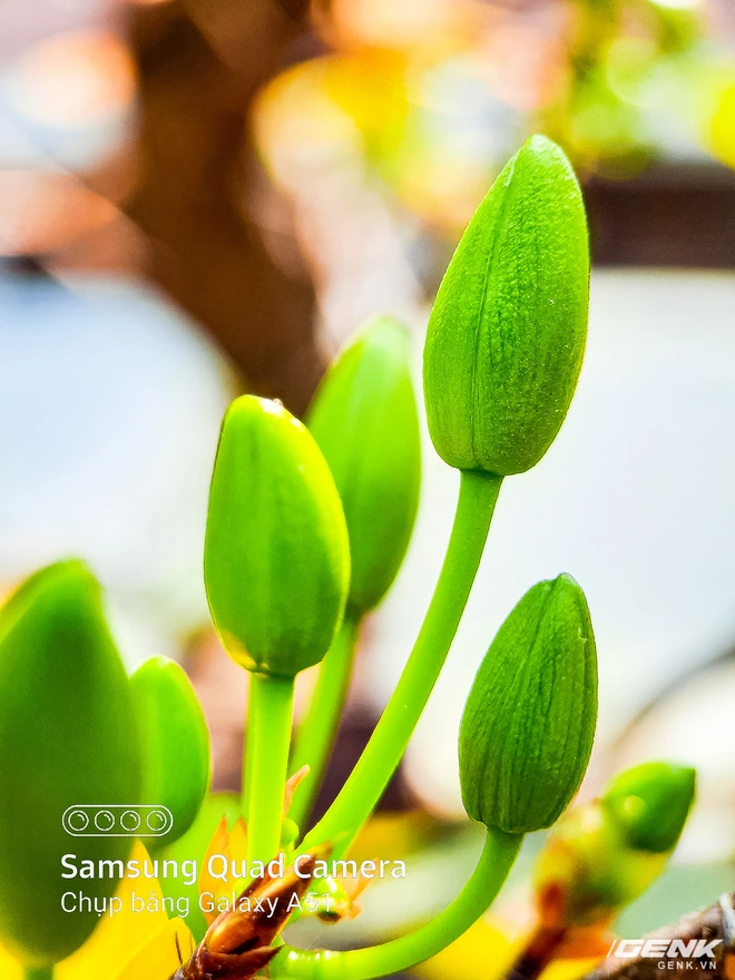 D&agrave;nh cho hội y&ecirc;u hoa, ngắm hoa, chụp h&igrave;nh hoa Tết thế n&agrave;y mới l&agrave; ch&acirc;n &aacute;i s&agrave;nh điệu - Ảnh 3.