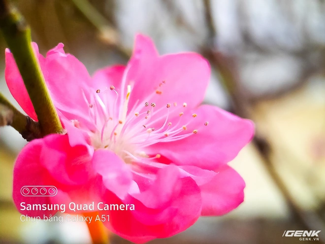 D&agrave;nh cho hội y&ecirc;u hoa, ngắm hoa, chụp h&igrave;nh hoa Tết thế n&agrave;y mới l&agrave; ch&acirc;n &aacute;i s&agrave;nh điệu - Ảnh 1.